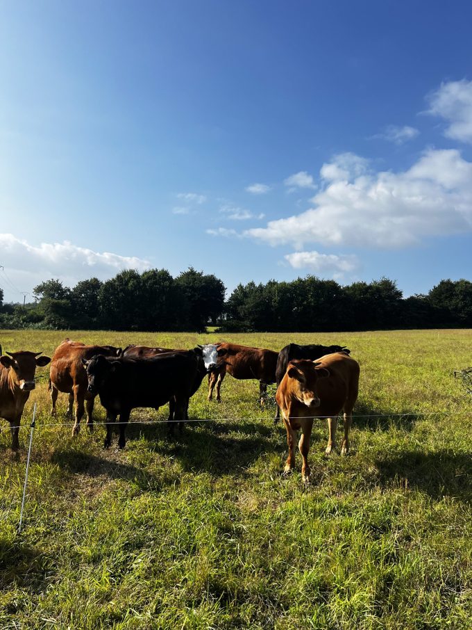 La Ferme de Neuziou - vaches allaitantes