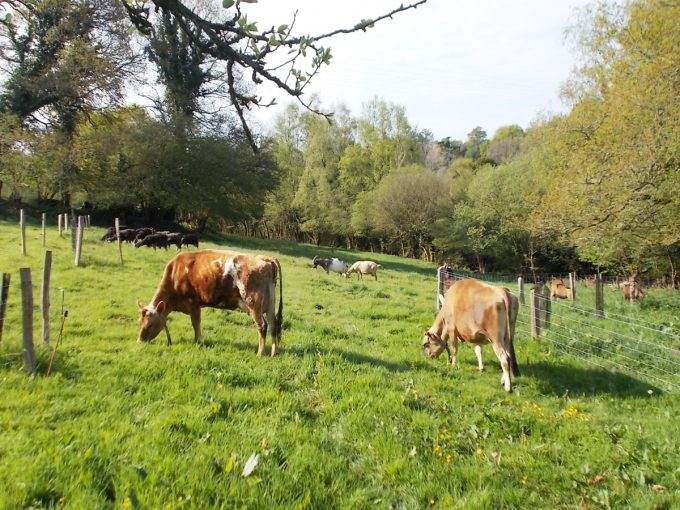 Nos deux vaches Jersiaise