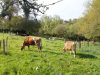 Nos deux vaches Jersiaise