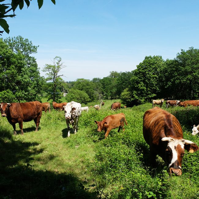 Ferme de la Cerisaie