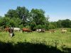 Ferme de la Cerisaie - herbe et foin
