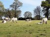 Ferme d'Emmanuel Mettier : Dans les prés