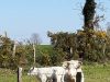 Ferme d'Emmanuel Mettier : Elevage en plein air