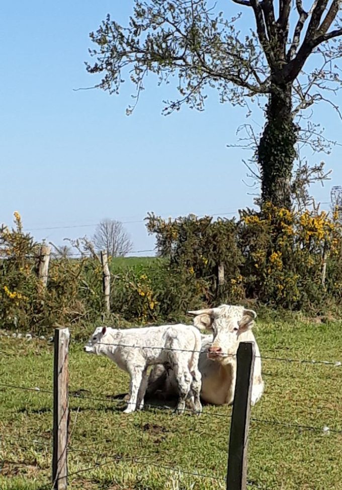 Ferme d'Emmanuel Mettier : Elevage en plein air