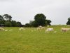 Ferme d'Emmanuel Mettier : Les vaches, les pieds dans l'herbe
