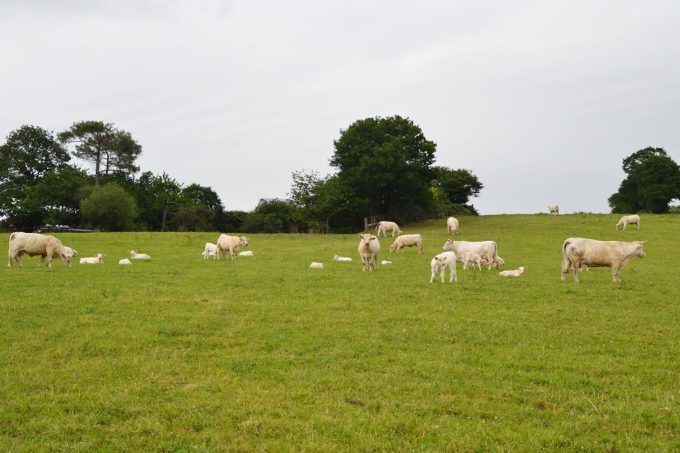 Ferme d'Emmanuel Mettier : Les vaches, les pieds dans l'herbe