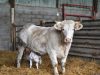 Ferme d'Emmanuel Mettier : Une vache et son petit