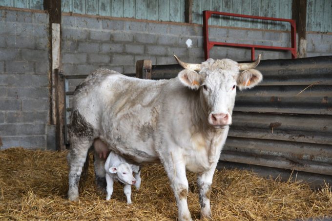 Ferme d'Emmanuel Mettier : Une vache et son petit