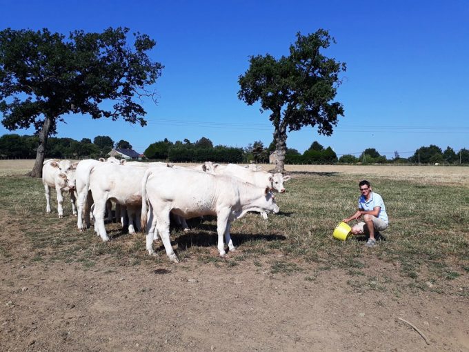 Ferme d'Emmanuel Mettier : Les animaux nourris au fourrage de l'exploitation