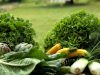 Nos légumes
