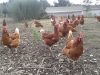 Nos poules