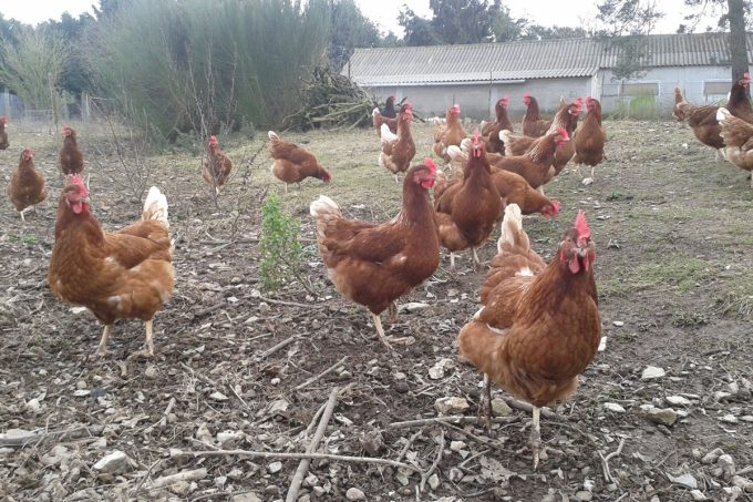 Nos poules