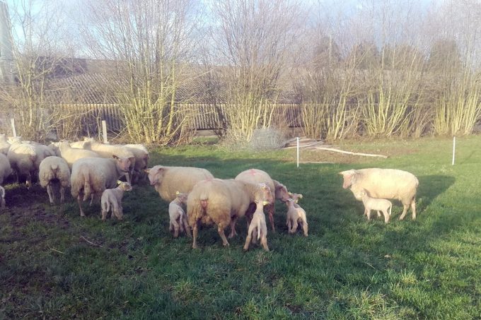Les brebis en plein air