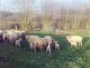 Les brebis en plein air