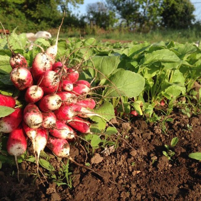 La Ferme de Kervihan