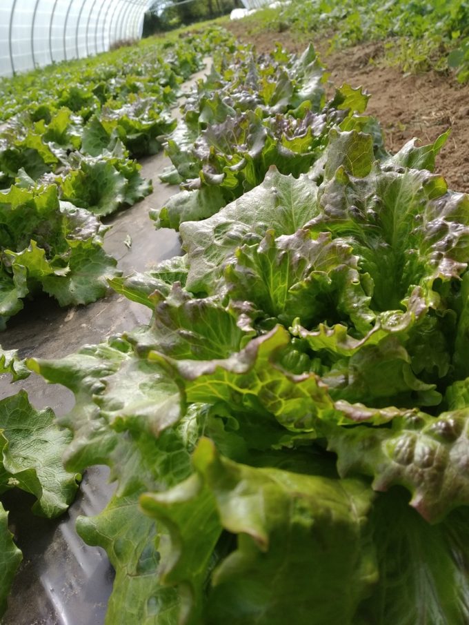 Nos salades