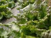 Nos salades