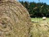 Vaches nourries à l'herbe