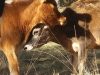 Nos vaches