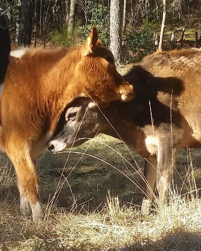 Nos vaches