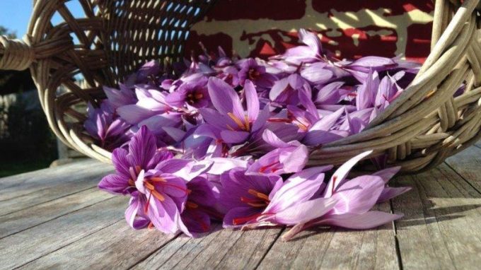 Fleurs de safran