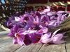 Fleurs de safran