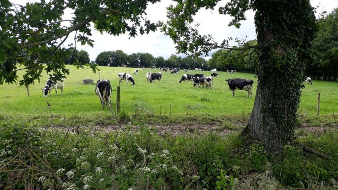 Nos vaches