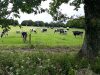 Nos vaches