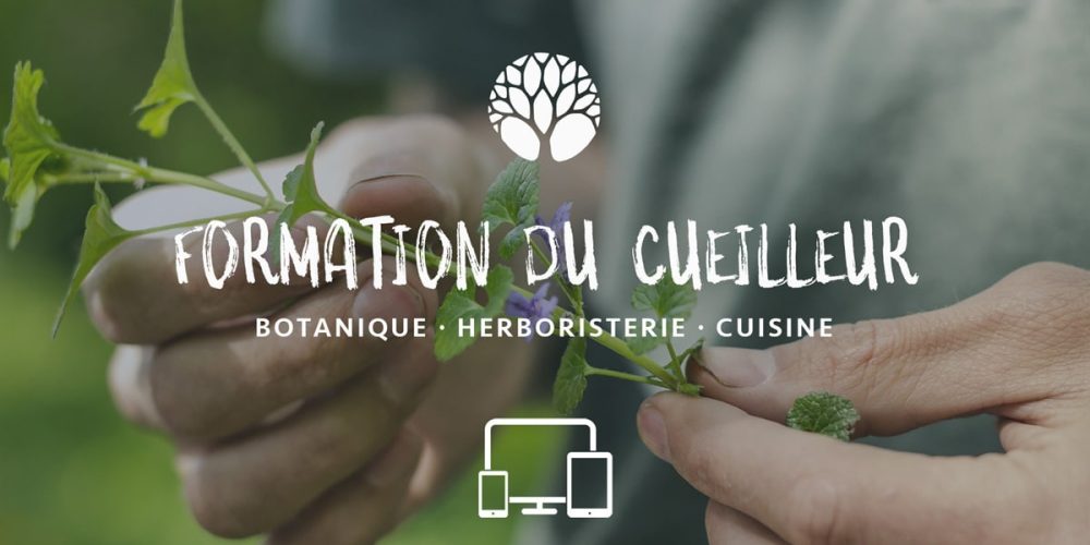 Cueillir des Plantes Sauvages 🌿 : LA Formation, complète et géniale