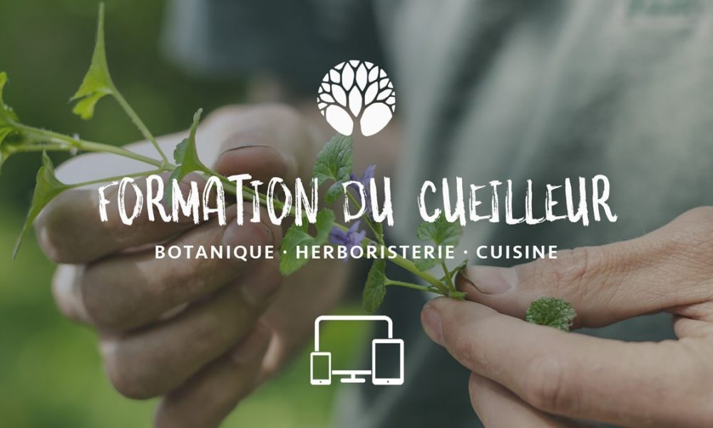 Cueillir des Plantes Sauvages 🌿 : LA Formation, complète et géniale