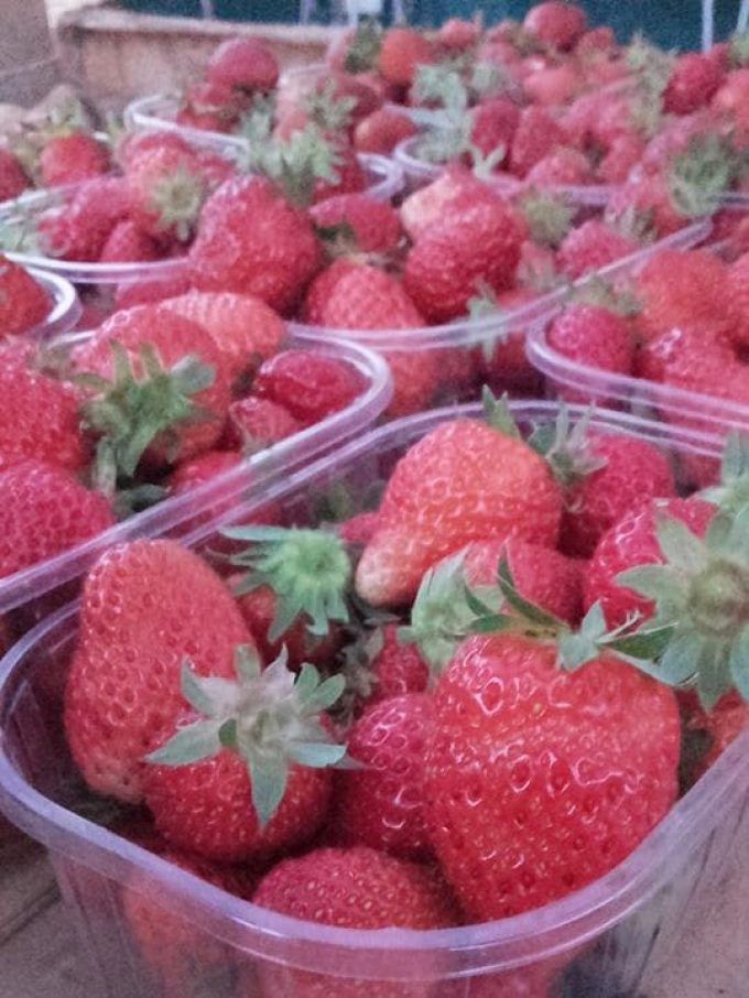 Nos fraises
