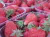 Nos fraises
