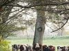 Les genissons dans l'courtil ! - à l'abri de l'arbre