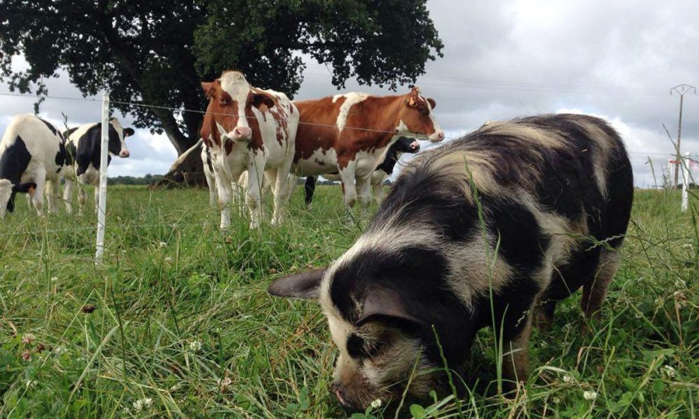 Le cochon en Bretagne : Chiffres clés, types d&rsquo;élevages et Labels