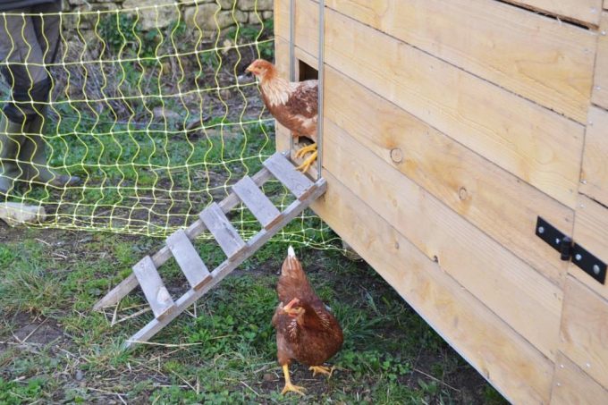 Graines de Saint Germain - poules pondeuses