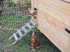 Graines de Saint Germain - poules pondeuses
