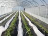 Graines de Saint Germain - plantation sous serre