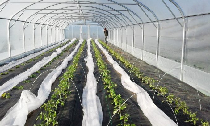 Graines de Saint Germain - plantation sous serre