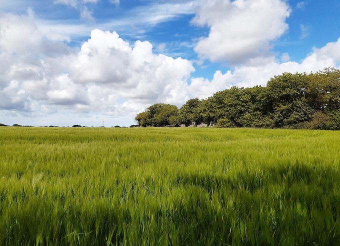 Le Grenier Miloé - mes champs de céréales locales