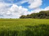 Le Grenier Miloé - mes champs de céréales locales