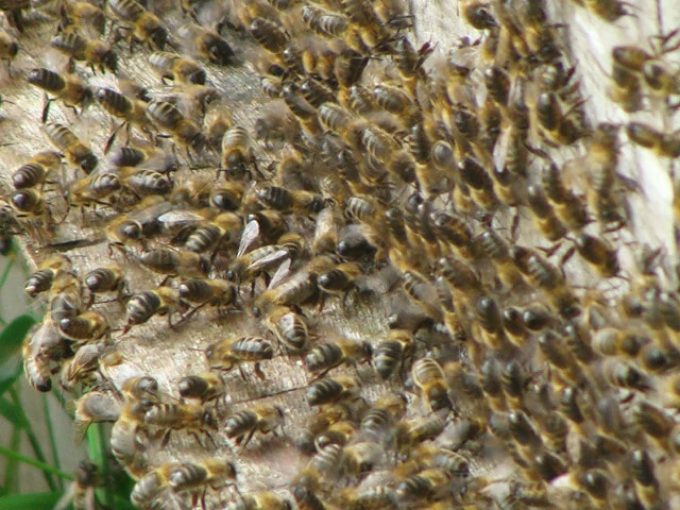 Abeilles en action