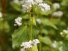 Fleur de sarrasin, qui donne le miel du même nom
