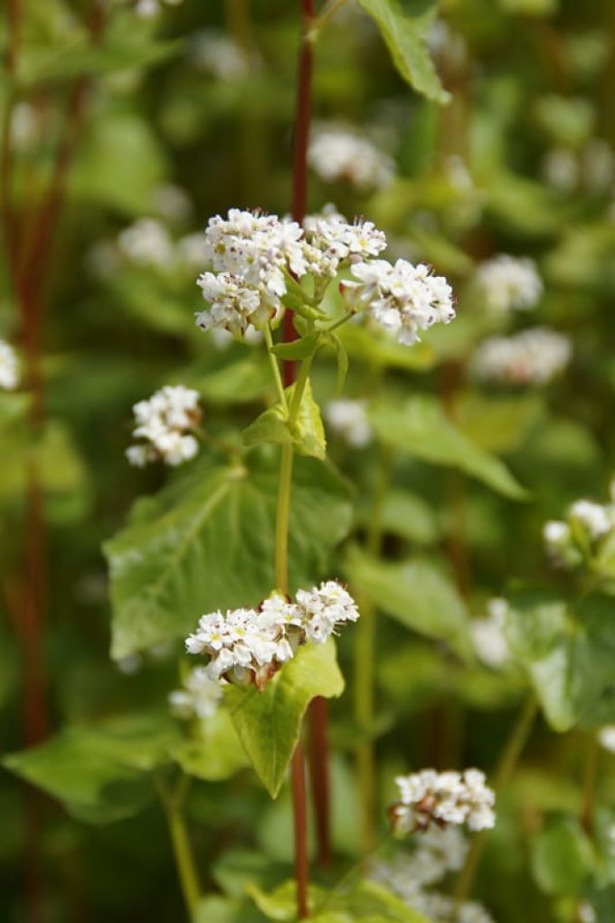 Fleur de sarrasin, qui donne le miel du même nom