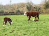 Veau Herefords