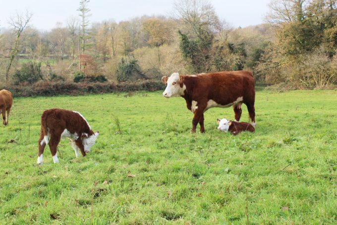 Veau Herefords