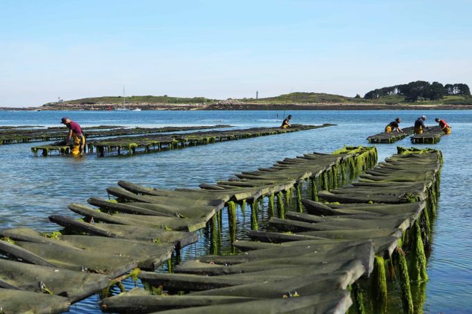 Huîtres Le-Cha - parcs en mer