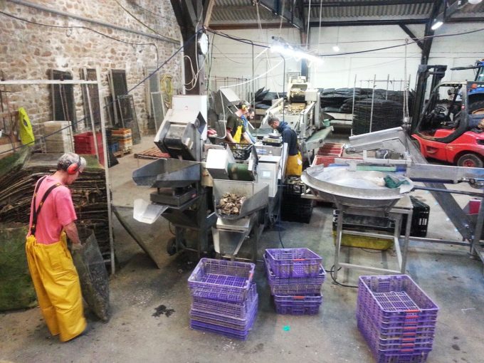 Huîtres Le-Cha - ateliers