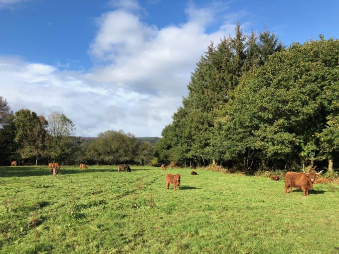 Vaches Highlands Cattle en semi-liberté