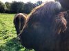 Oscar, le taureau