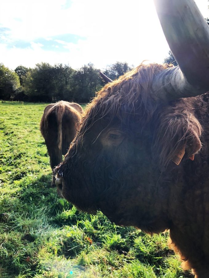 Oscar, le taureau